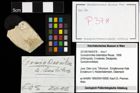 Foto (Objekt + Etiketten) von Goniodromites bidentatus (Reuss, 1858) 